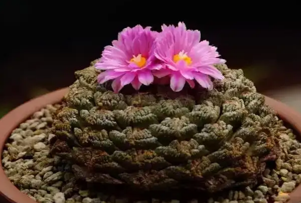 十大名贵多肉植物 名贵多肉品种排行有哪些 第17张