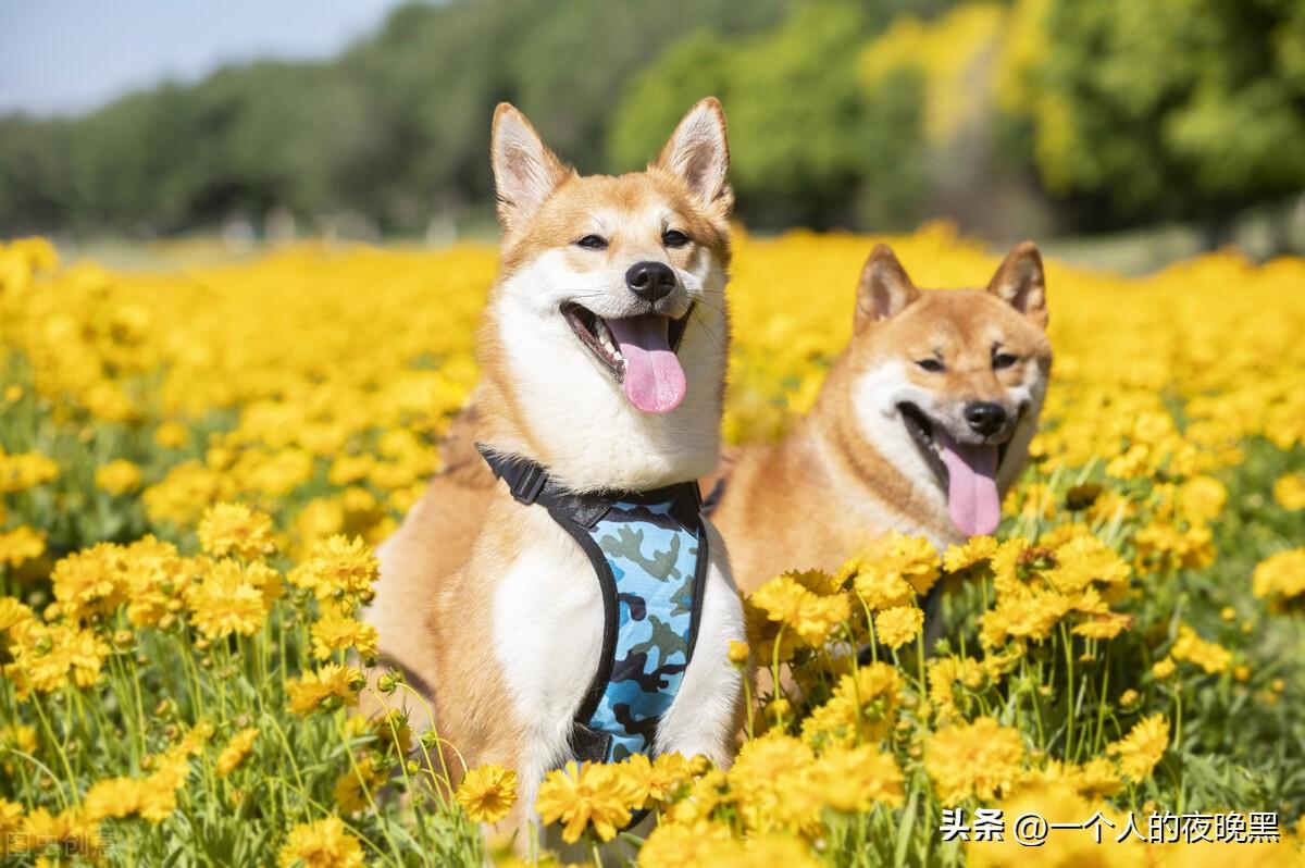柴犬和中华田园犬的区别（如何分辨柴犬和土狗） 第1张