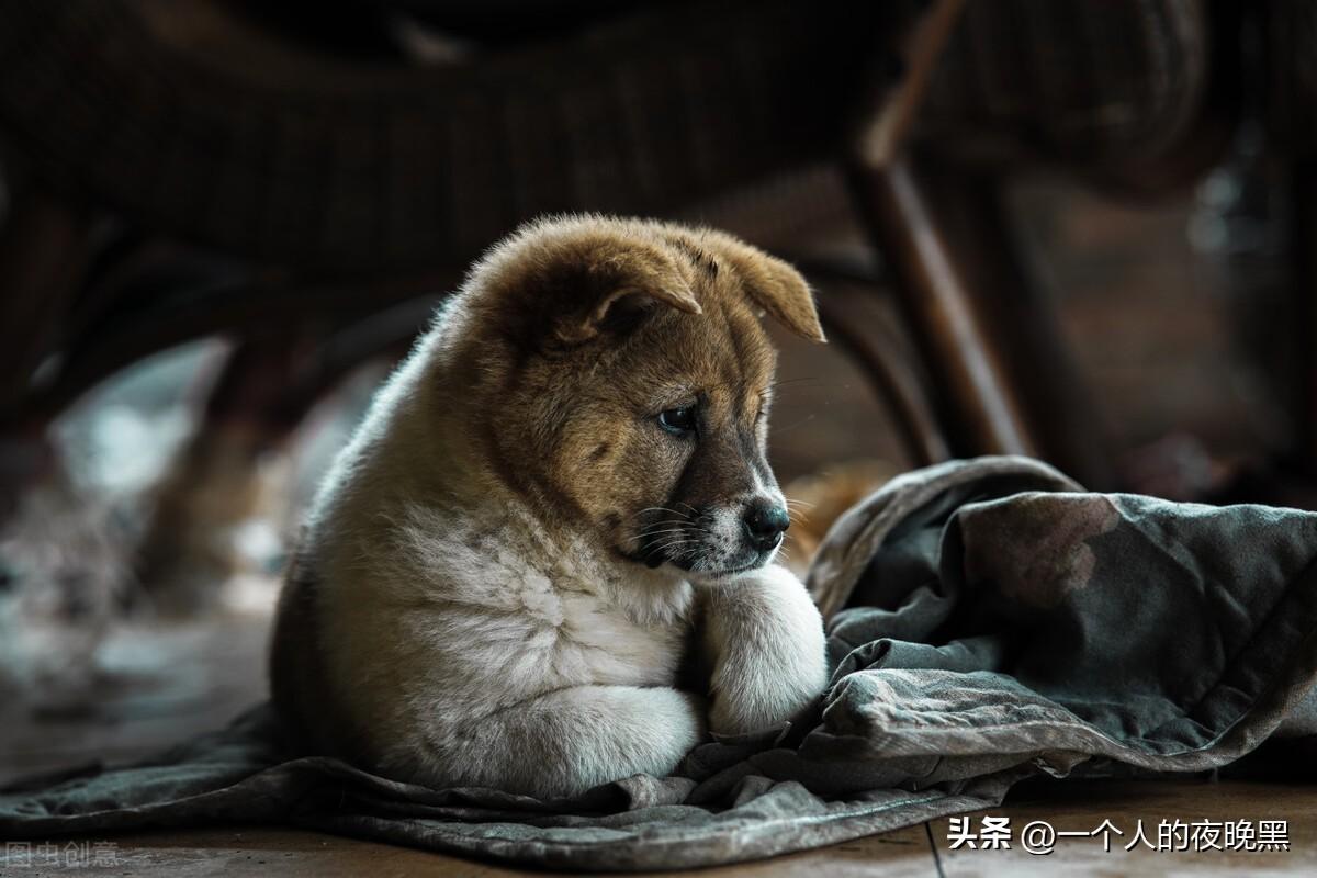 柴犬和中华田园犬的区别（如何分辨柴犬和土狗） 第3张