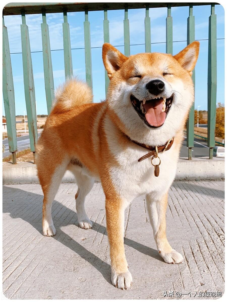 柴犬和中华田园犬的区别（如何分辨柴犬和土狗） 第5张