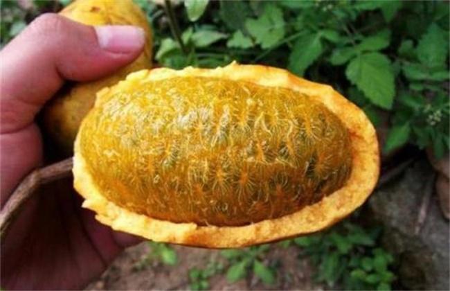 云南什么水果最出名？盘点云南最著名的10种水果 第11张