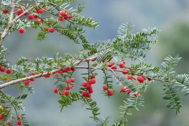 中国十大名树苗 珍稀名贵树苗有哪些 第9张