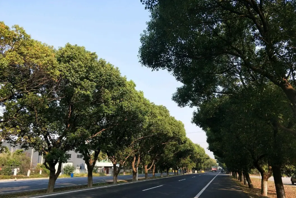 中国十大行道树 常见的行道树有哪些 第19张