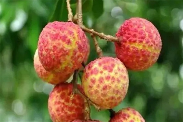高档水果排行榜 世界十大奢侈水果排名 第11张