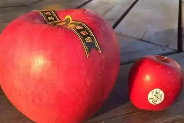 高档水果排行榜 世界十大奢侈水果排名 第17张