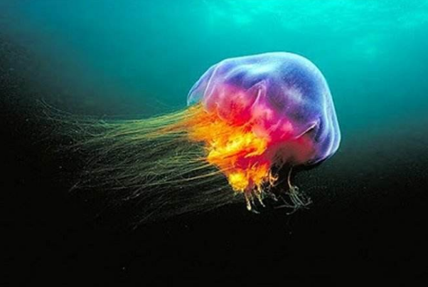 海洋中最厉害的生物是什么 十大最强海洋生物 第9张
