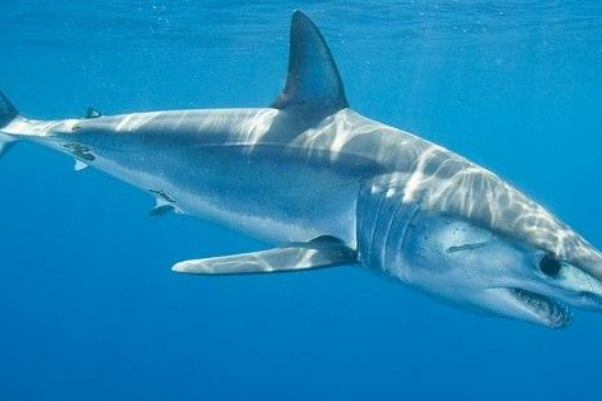 海洋中最厉害的生物是什么 十大最强海洋生物 第15张