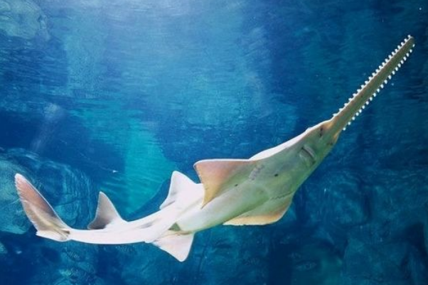 海洋中最厉害的生物是什么 十大最强海洋生物 第19张