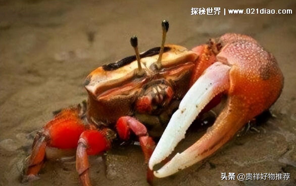 世界上最危险的螃蟹盘点（附：全球毒性最厉害的10种螃蟹） 第17张