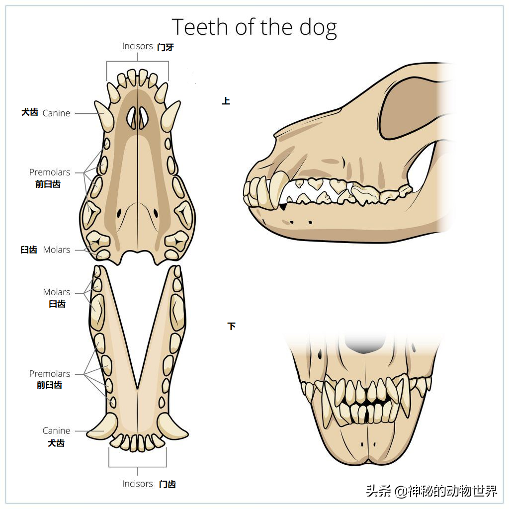 狮子是猫科还是犬科（多角度分析：狮子是真正的猫科动物） 第13张