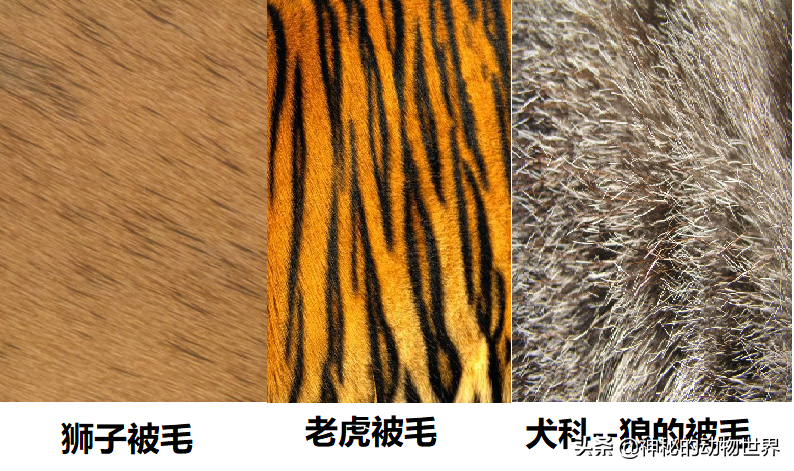 狮子是猫科还是犬科（多角度分析：狮子是真正的猫科动物） 第5张