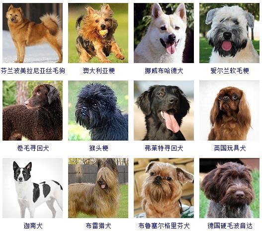 最新名犬大全（178个宠物狗超详细整理） 第25张