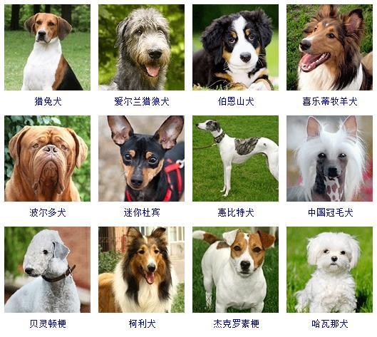 最新名犬大全（178个宠物狗超详细整理） 第7张