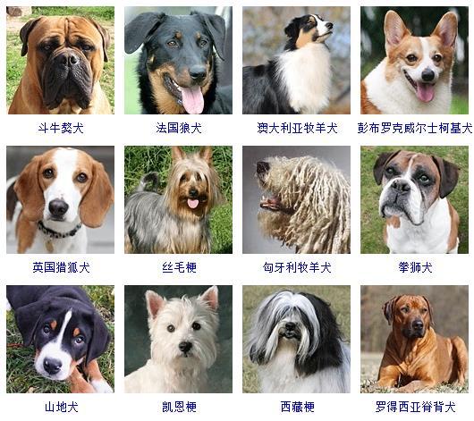 最新名犬大全（178个宠物狗超详细整理） 第13张