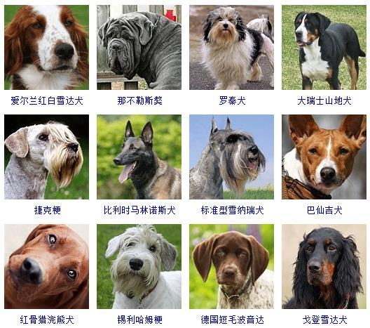 最新名犬大全（178个宠物狗超详细整理） 第21张