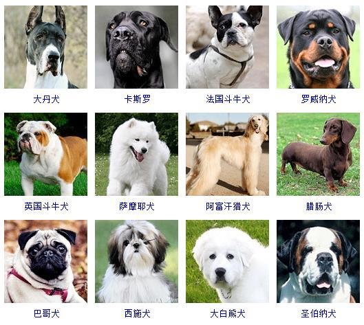 最新名犬大全（178个宠物狗超详细整理） 第3张