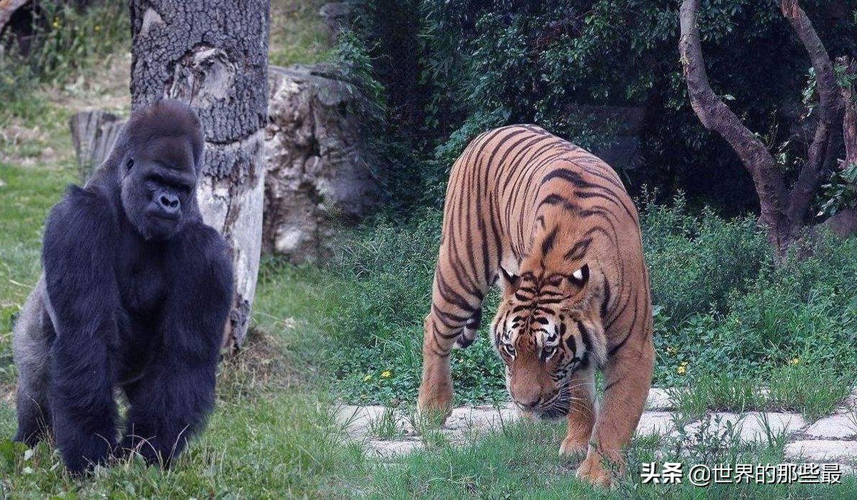 银背大猩猩成年后花豹不再是其对手，那它有可能打赢老虎吗？ 第7张