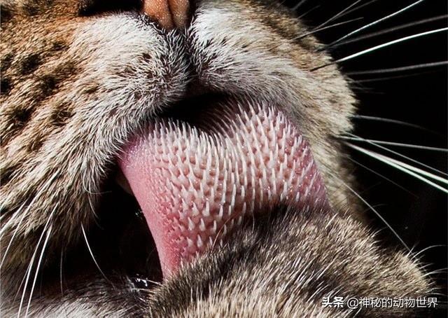 狮子是猫科还是犬科（多角度分析：狮子是真正的猫科动物） 第15张