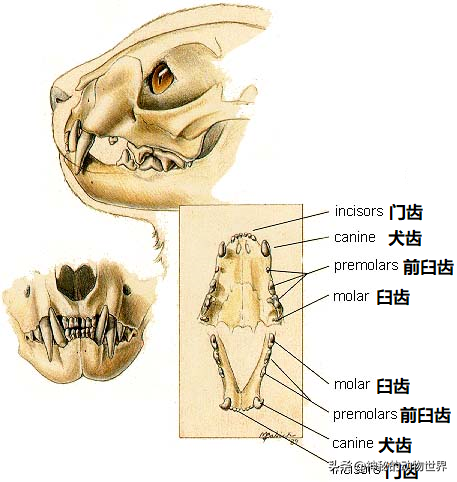 狮子是猫科还是犬科（多角度分析：狮子是真正的猫科动物） 第11张