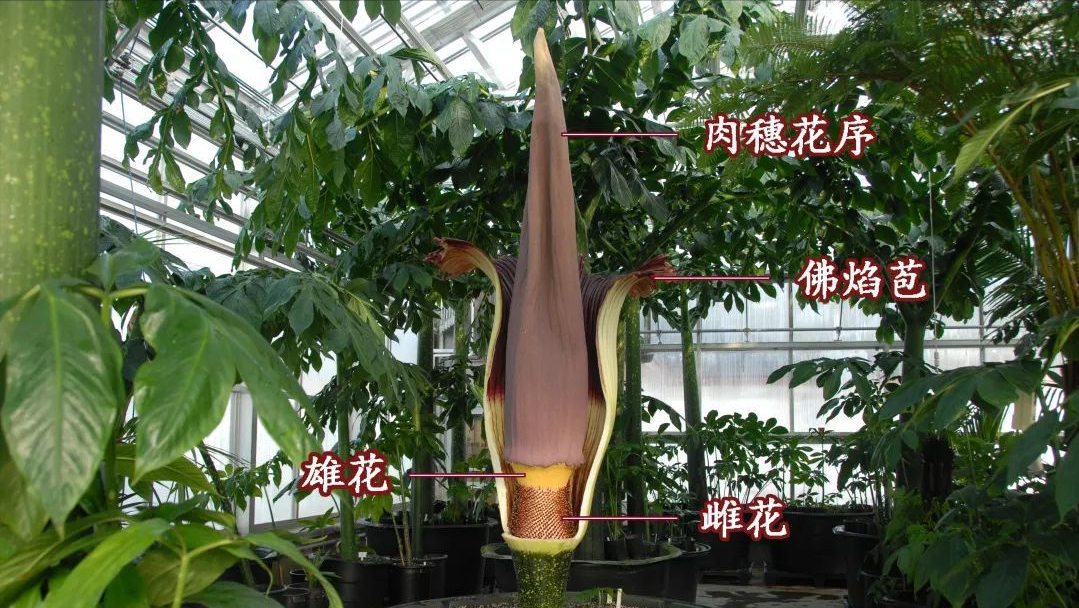 世界上最大最臭的花是什么（揭秘七种奇臭无比的花） 第5张