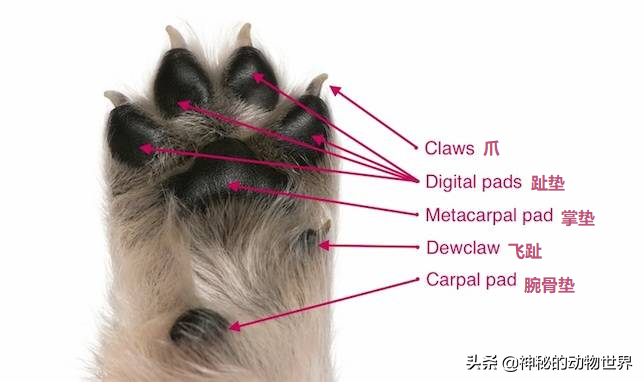 狮子是猫科还是犬科（多角度分析：狮子是真正的猫科动物） 第9张