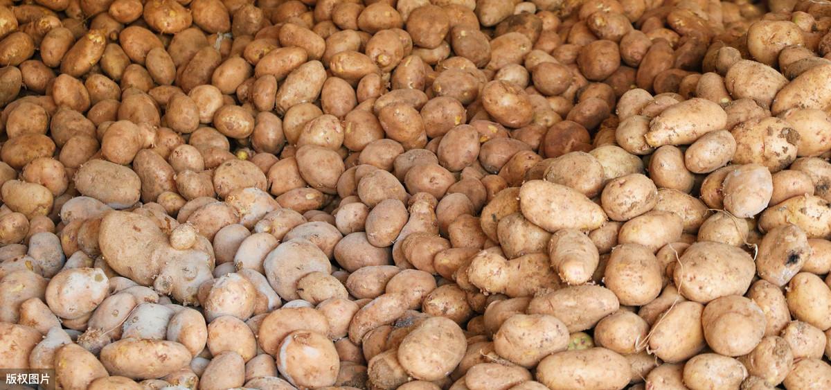 洋芋是土豆吗（洋芋、土豆和马铃薯是同一个东西） 第3张