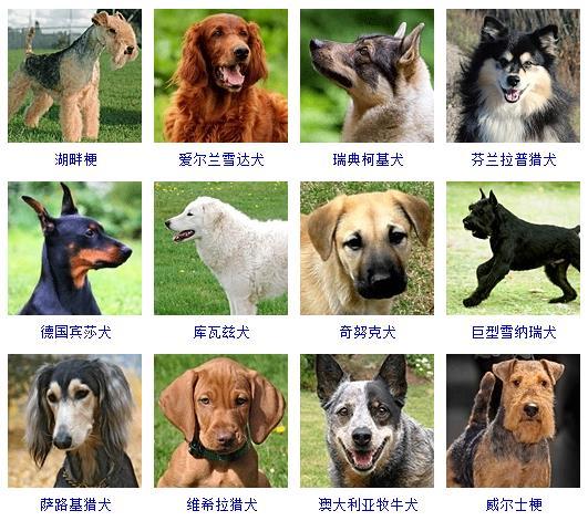 最新名犬大全（178个宠物狗超详细整理） 第15张