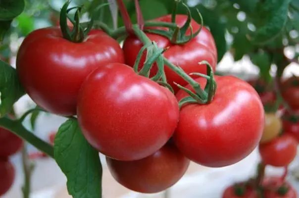 盘点十大常见低热量蔬菜，冬瓜、西芹居前两名 第13张