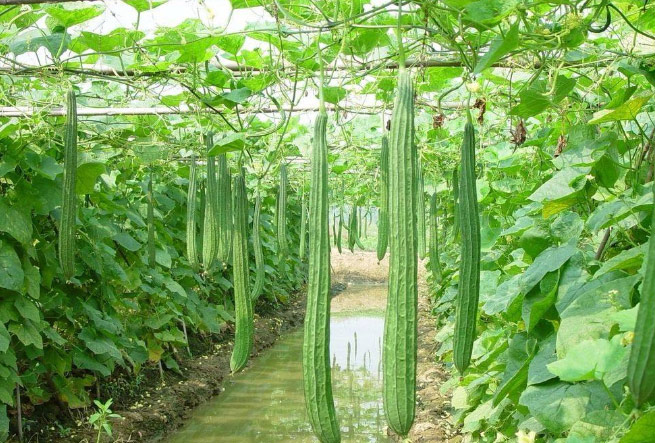 美白蔬菜排行榜前十名 什么蔬菜美白效果最好 第17张