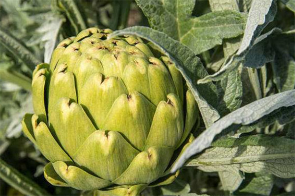十大高蛋白质蔬菜：毛豆、绿豌豆、土豆全部上榜 第17张