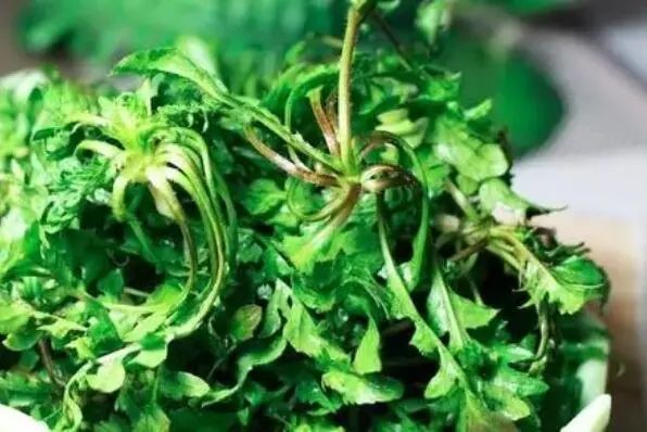 十大最有营养的蔬菜：菠菜、西蓝花、胡萝卜全部入榜！ 第19张