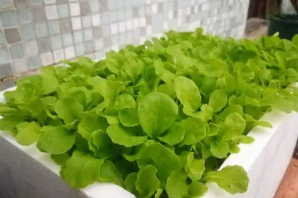 适合秋天种植的十种蔬菜：小白菜、萝卜、芹菜均榜上有名 第1张
