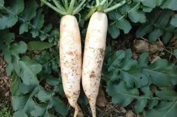 适合秋天种植的十种蔬菜：小白菜、萝卜、芹菜均榜上有名 第5张