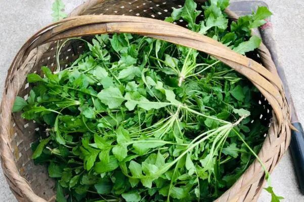 适合秋天种植的十种蔬菜：小白菜、萝卜、芹菜均榜上有名 第7张