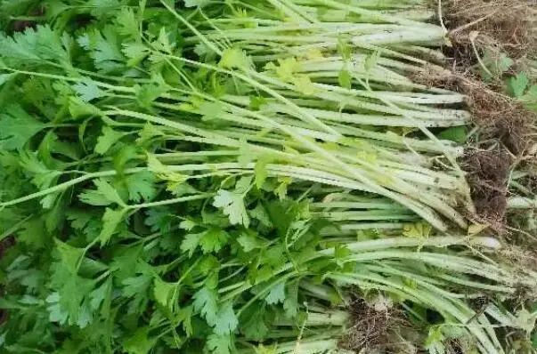 适合秋天种植的十种蔬菜：小白菜、萝卜、芹菜均榜上有名 第9张