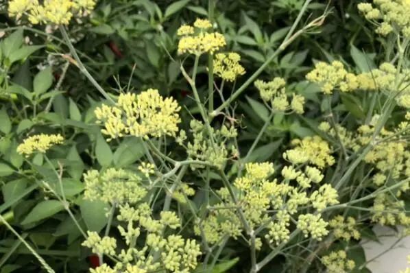 适合秋天种植的十种蔬菜：小白菜、萝卜、芹菜均榜上有名 第11张