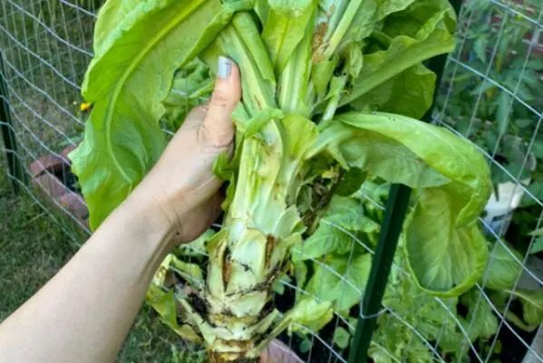 适合秋天种植的十种蔬菜：小白菜、萝卜、芹菜均榜上有名 第13张