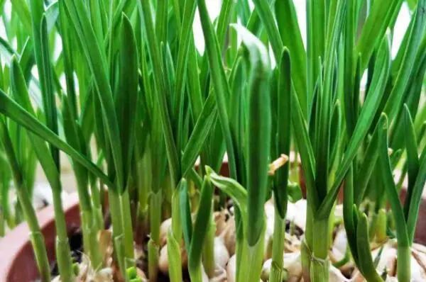 适合秋天种植的十种蔬菜：小白菜、萝卜、芹菜均榜上有名 第15张