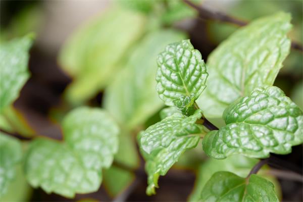 清肺化痰吃什么食物和水果？10种清肺化痰的食物和水果 第5张