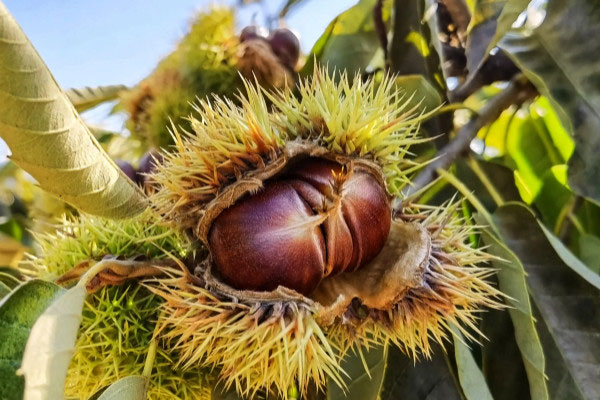 中秋节吃什么水果好？10种养生又代表中秋节的水果 第7张