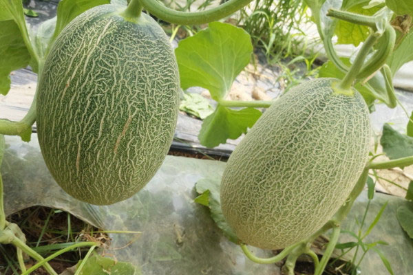 中秋节吃什么水果好？10种养生又代表中秋节的水果 第15张