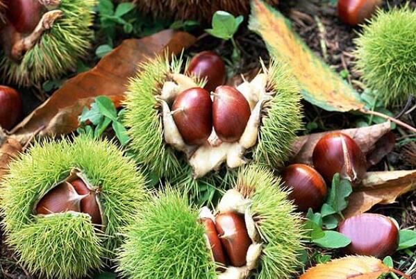 中秋节十大传统美食：桂花糕、大闸蟹均榜上有名 第15张