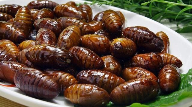 河南农村4大怪菜：蝉蛹、菜蟒全上榜，你吃过没？ 第1张