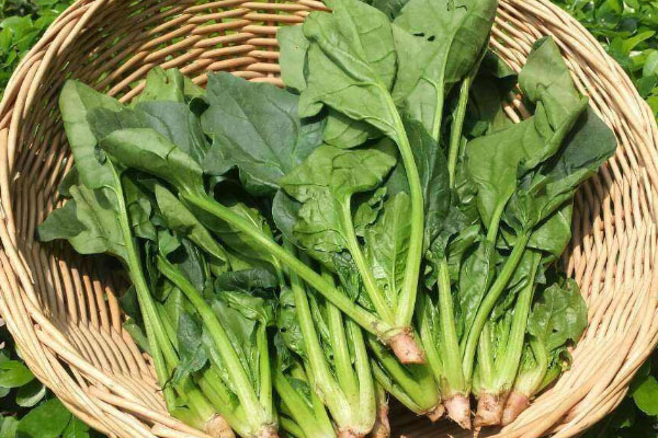 健康蔬菜排行榜前十名：芦笋、番茄占据榜首 第7张