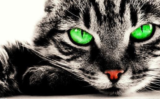遛猫也需要遵守这些规则 牵绳和封闭活动空间 一个都不能少 第3张