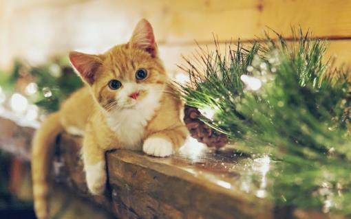 遛猫也需要遵守这些规则 牵绳和封闭活动空间 一个都不能少 第5张
