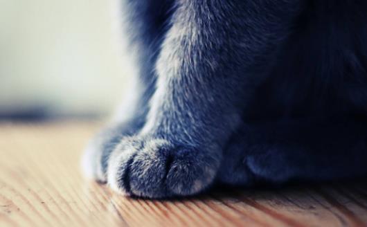 扒一扒猫爪的小秘密 杀机藏在肉垫里 第1张