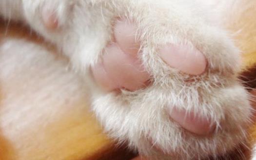 扒一扒猫爪的小秘密 杀机藏在肉垫里 第3张