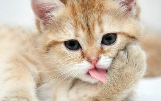 扒一扒猫爪的小秘密 杀机藏在肉垫里 第5张