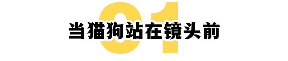 宠物网红：替人赚钱的工具猫狗 第1张